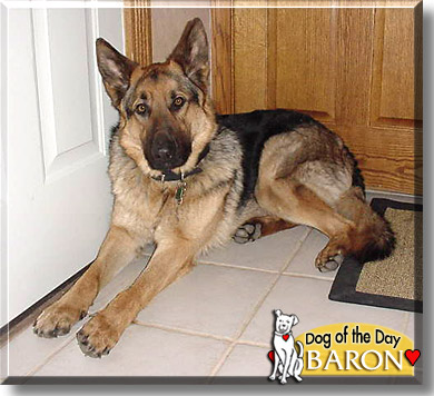 Baron, the Dog of the Day