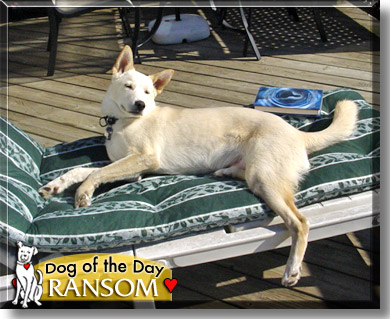 Ransom, the Dog of the Day