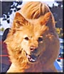 Simon