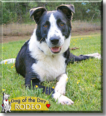 Rodeo Princess, the Dog of the Day