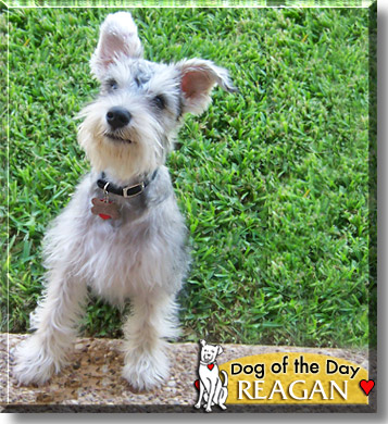 Reagan, the Dog of the Day