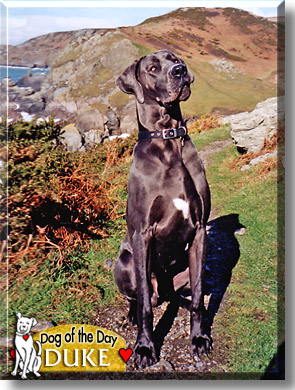 Duke, the Dog of the Day