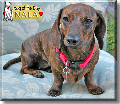 Nala Tigerfel Campbell, the Dog of the Day