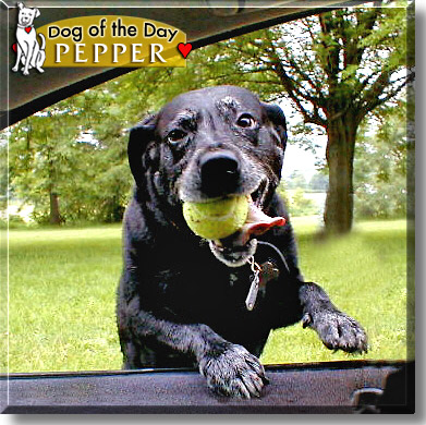 Pepper, the Dog of the Day