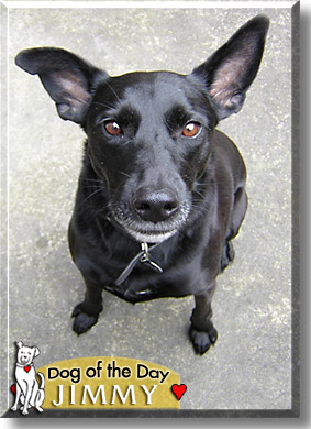 Jimmy, the Dog of the Day