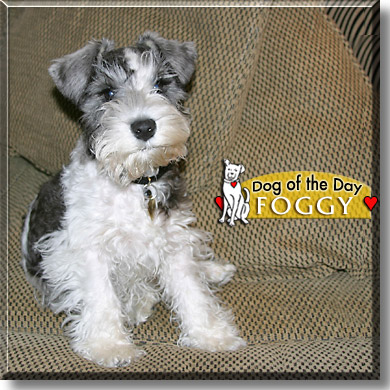 Foggy, the Dog of the Day