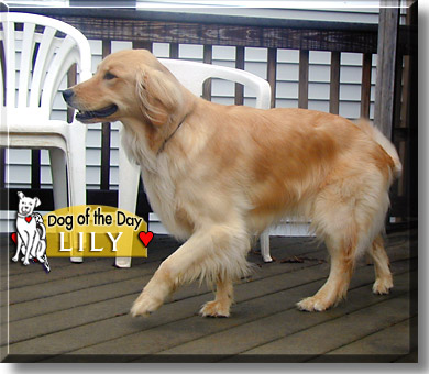 Lily, the Dog of the Day