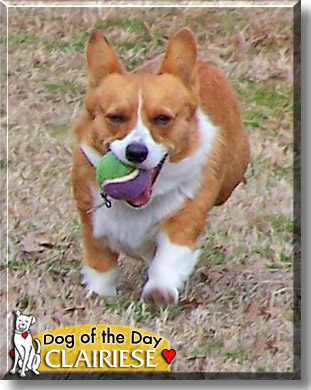 Clairiese, the Dog of the Day