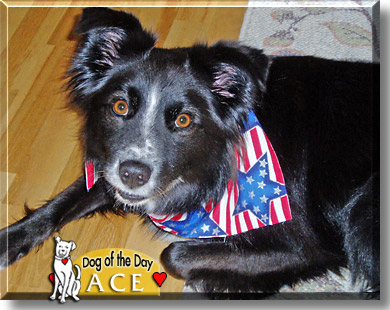 Ace, the Dog of the Day