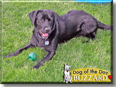 Buzzard Jay, the Dog of the Day