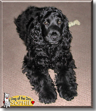 Sophie, the Dog of the Day