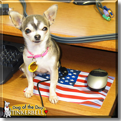 Tinkerbell, the Dog of the Day