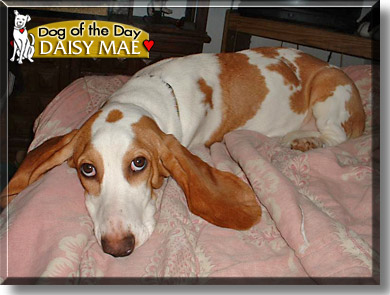 Daisy Mae, the Dog of the Day