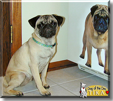 Tika, the Dog of the Day