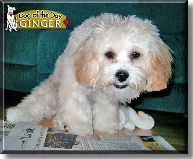 Ginger, the Dog of the Day