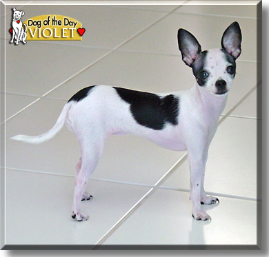 Violet Campbell, the Dog of the Day