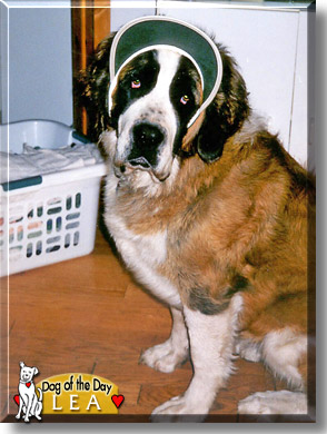Lea, the Dog of the Day