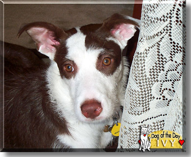 Ivy, the Dog of the Day