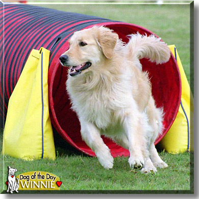 Winnie, the Dog of the Day