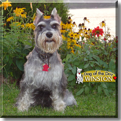 Winston, the Dog of the Day