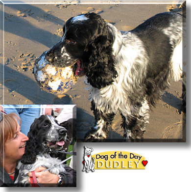 Dudley, the Dog of the Day