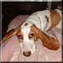 Daisy Mae