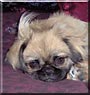 Trixie