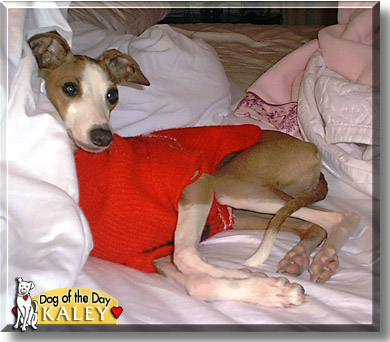 Kaley, the Dog of the Day