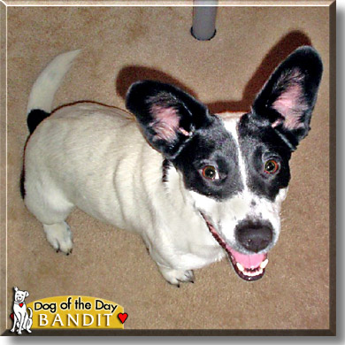 2005 june bandit dog name