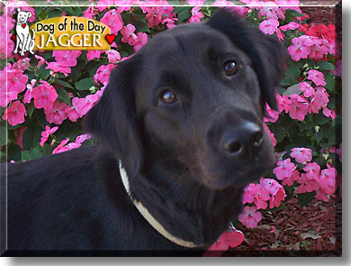 Jagger, the Dog of the Day