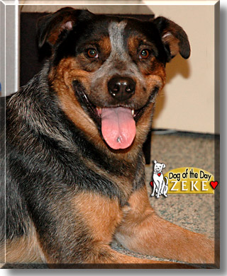 Blue heeler cross store rottweiler