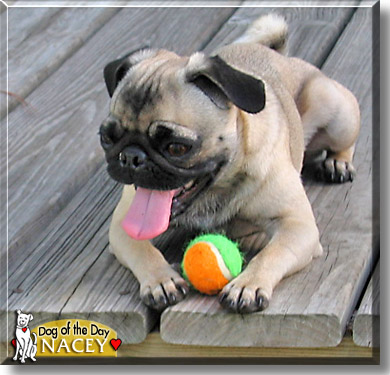 Nacey, the Dog of the Day