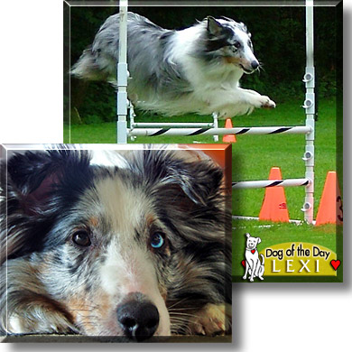 Lexi, the Dog of the Day
