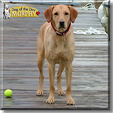 Murphy, the Dog of the Day
