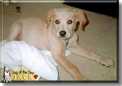 Jack, the Dog of the Day