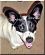 Bandit