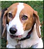 Maggie May