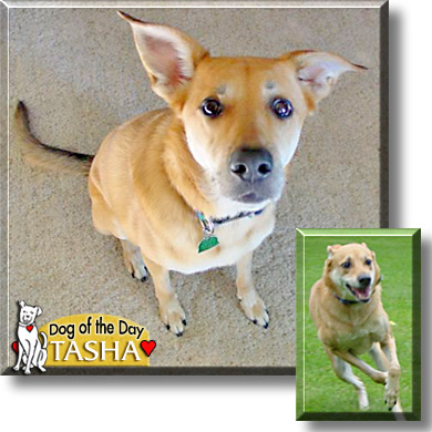 Tasha, the Dog of the Day