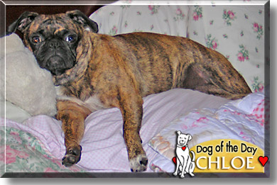 Chloe, the Dog of the Day