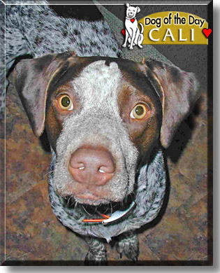 Cali, the Dog of the Day