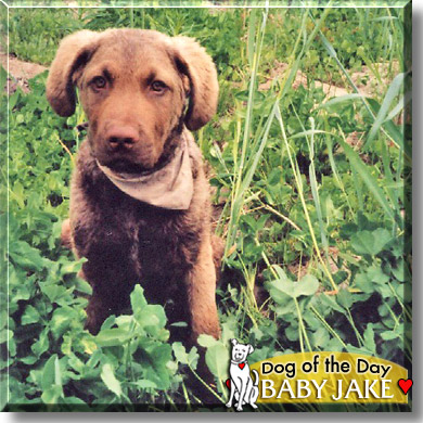 Baby Jake, the Dog of the Day