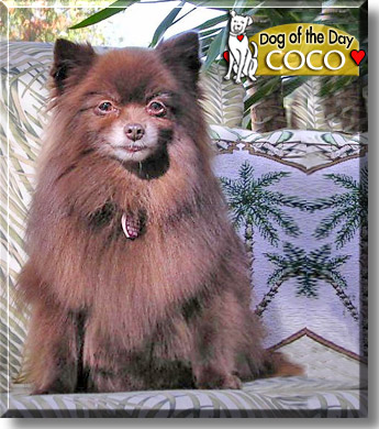 Coco, the Dog of the Day