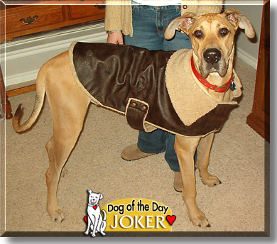Joker, the Dog of the Day