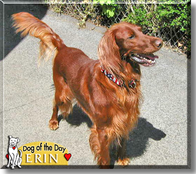Erin, the Dog of the Day