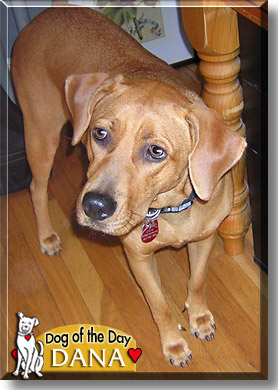 Dana, the Dog of the Day