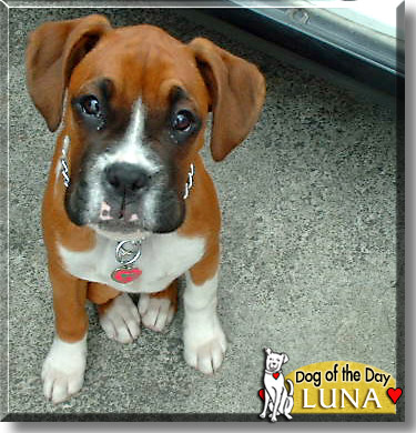 Luna, the Dog of the Day