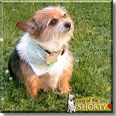 Shorty, the Dog of the Day
