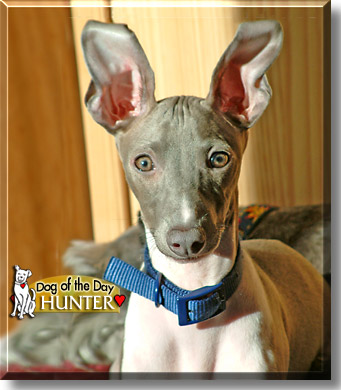 Hunter, the Dog of the Day