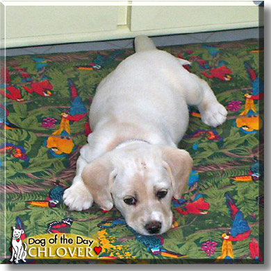 Chlover, the Dog of the Day