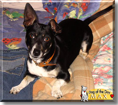 Max Power, the Dog of the Day